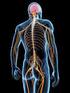 Układ nerwowy. Układ nerwowy dzieli się na część ośrodkową (mózgowie i rdzeń kręgowy) oraz część obwodową - układ nerwów i zakończeń nerwowych.