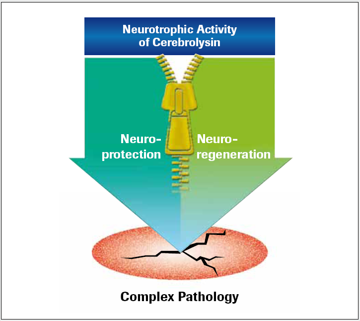 Cerebrolysin działanie neurotroficzne Sposób działania Neuroprotekcja: Zwiększona przeżywalność zagrożonych